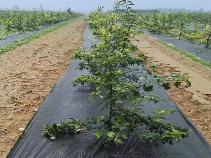防草布